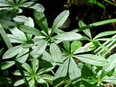 Waldmeister (Galium odoratum) im Schwetzinger Hardt