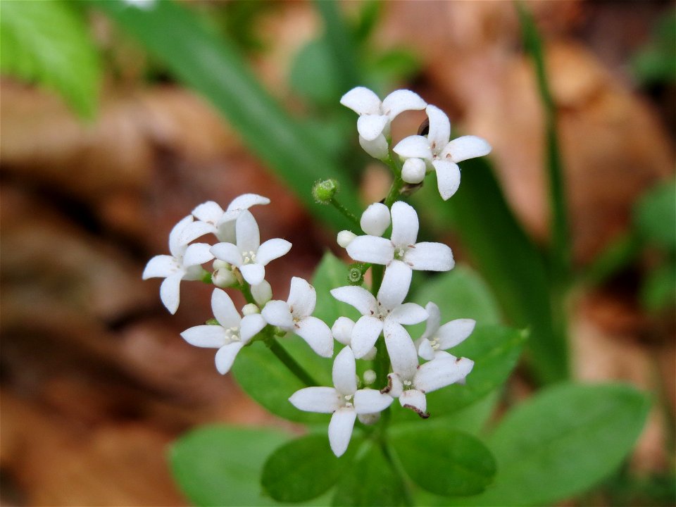 Waldmeister (Galium odoratum) im Waldschutzgebiet "Schwetzinger Hardt"