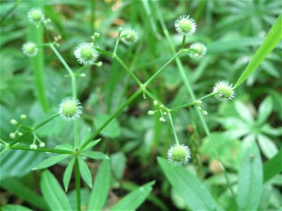 Waldmeister (Galium odoratum) im Schwetzinger Hardt