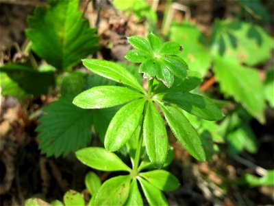 Waldmeister (Galium odoratum) am Schalkenmehrener Maar