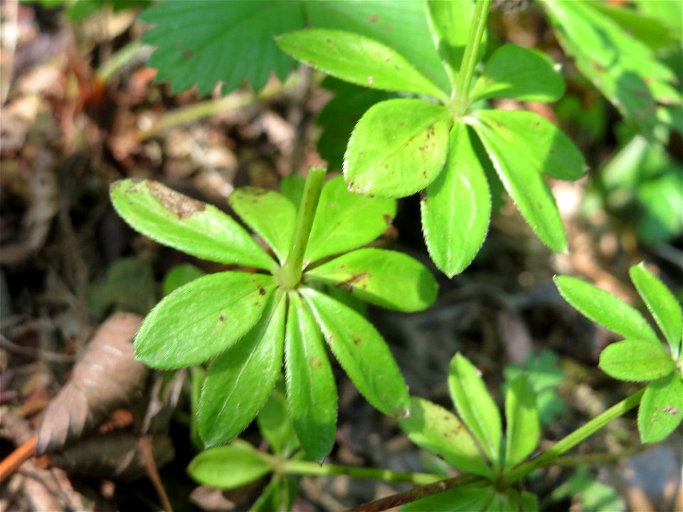 Waldmeister (Galium odoratum) am Schalkenmehrener Maar