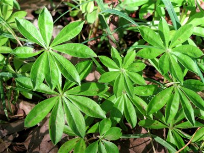 Waldmeister (Galium odoratum) am Schalkenmehrener Maar