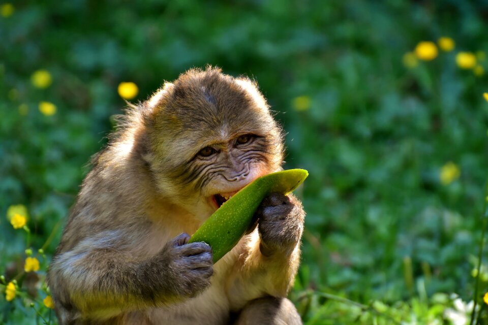 Animal wild animal zoo