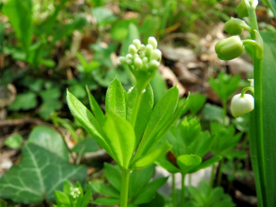 Waldmeister (Galium odoratum) im Unteren Saubusch (Schonwaldbereich) im Schwetzinger Hardt