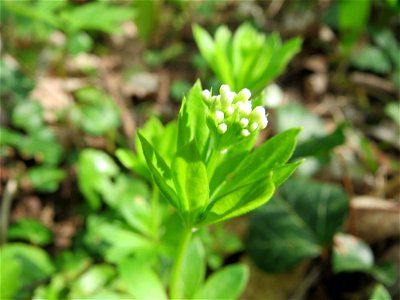 Waldmeister (Galium odoratum) im Unteren Saubusch (Schonwaldbereich) im Schwetzinger Hardt