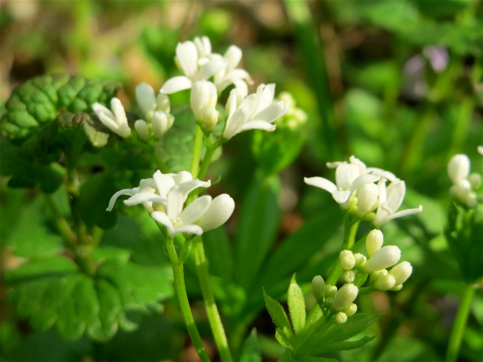 Waldmeister (Galium odoratum) im Unteren Saubusch (Schonwaldbereich) im Schwetzinger Hardt