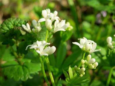 Waldmeister (Galium odoratum) im Unteren Saubusch (Schonwaldbereich) im Schwetzinger Hardt