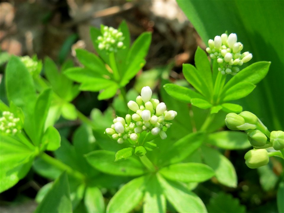 Waldmeister (Galium odoratum) im Unteren Saubusch (Schonwaldbereich) im Schwetzinger Hardt