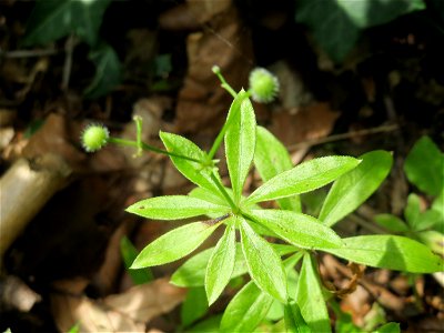 Waldmeister (Galium odoratum) bei Nußloch