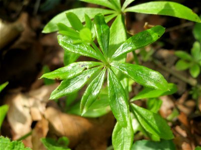 Waldmeister (Galium odoratum) bei Nußloch