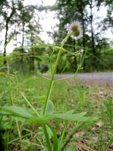 Waldmeister (Galium odoratum) im Schwetzinger Hardt
