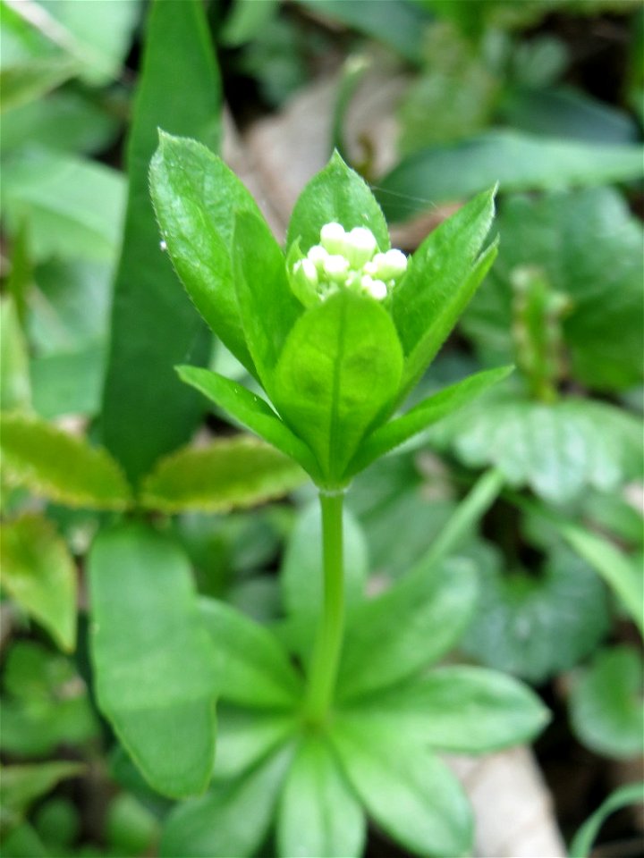 Der erste Waldmeister (Galium odoratum) in der Schwetzinger Hardt