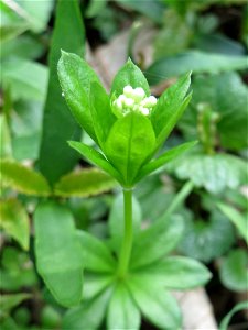 Der erste Waldmeister (Galium odoratum) in der Schwetzinger Hardt