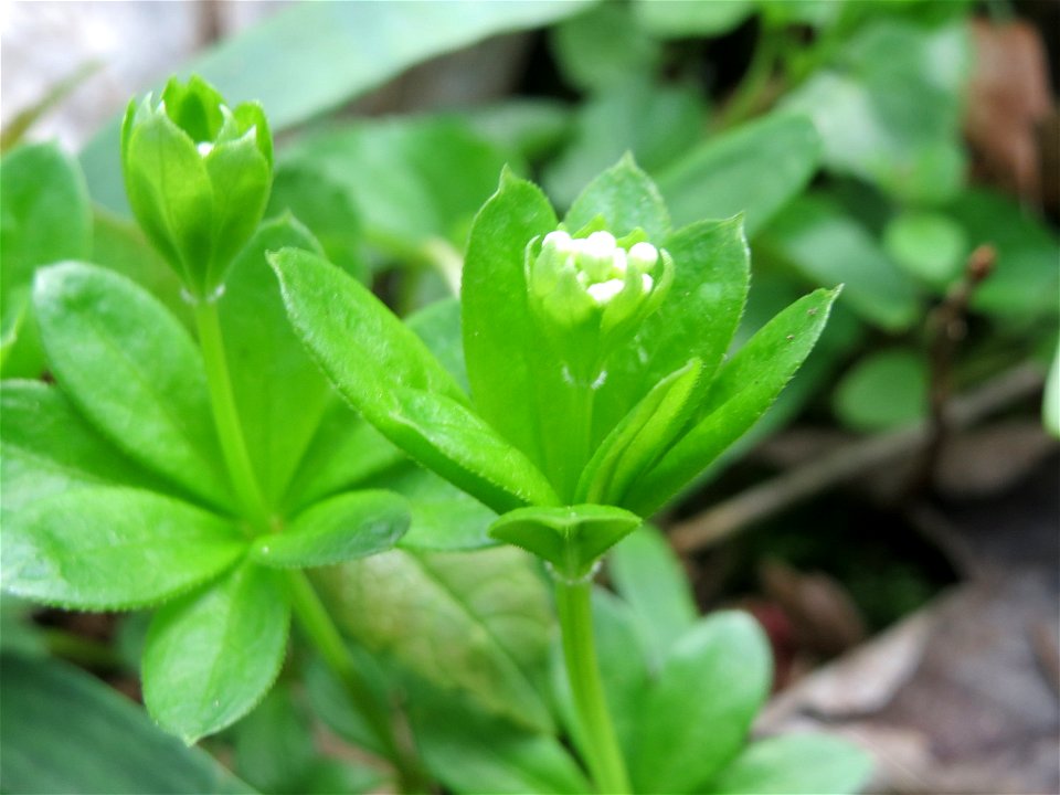 Der erste Waldmeister (Galium odoratum) in der Schwetzinger Hardt