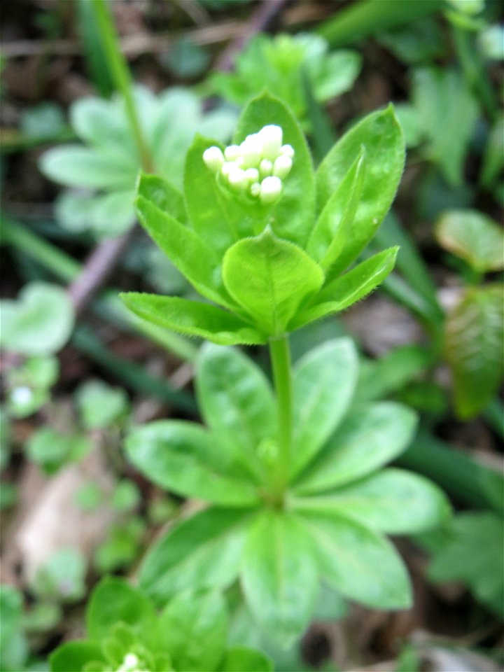 Der erste Waldmeister (Galium odoratum) in der Schwetzinger Hardt