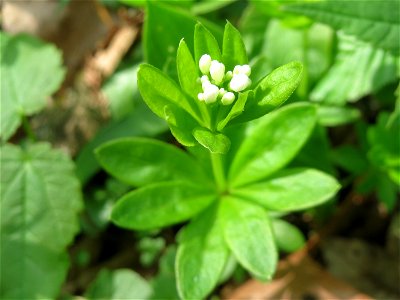 Der erste Waldmeister (Galium odoratum) in der Schwetzinger Hardt