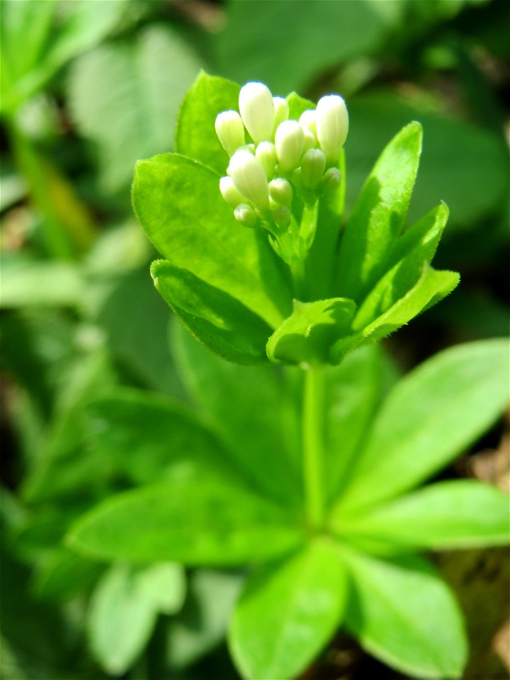 Der erste Waldmeister (Galium odoratum) in der Schwetzinger Hardt