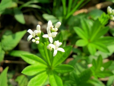 Waldmeister (Galium odoratum) in der Schwetzinger Hardt