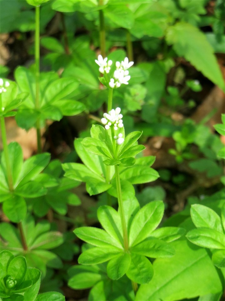 Waldmeister (Galium odoratum) im Saubusch in der Schwetzinger Hardt