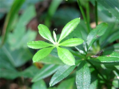 Waldmeister (Galium odoratum) bei Nußloch