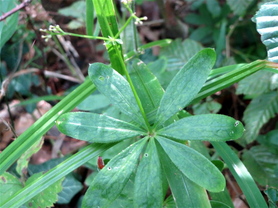 Waldmeister (Galium odoratum) in der Schwetzinger Hardt