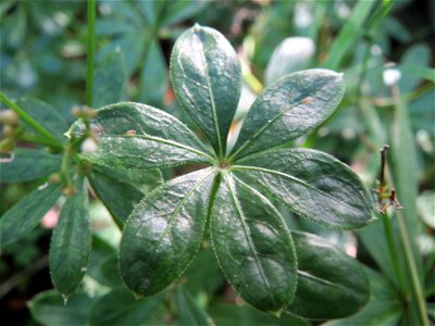 Waldmeister (Galium odoratum) in der Schwetzinger Hardt