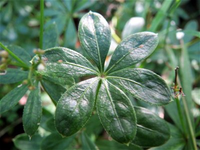 Waldmeister (Galium odoratum) in der Schwetzinger Hardt photo