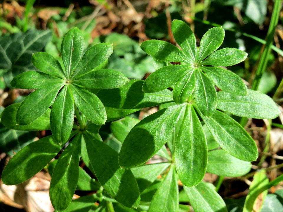 Waldmeister (Galium odoratum) in der Schwetzinger Hardt