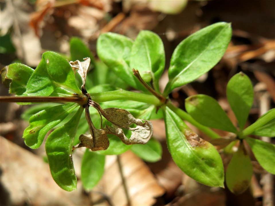Waldmeister (Galium odoratum) in der Schwetzinger Hardt
