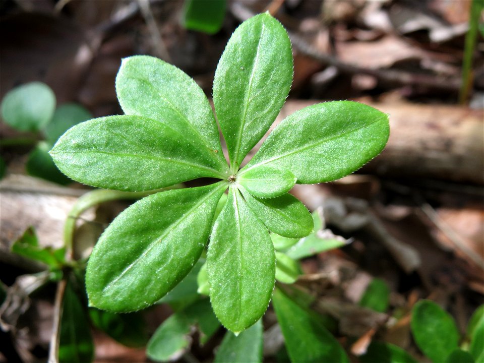 Waldmeister (Galium odoratum) in der Schwetzinger Hardt