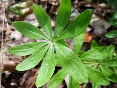 Waldmeister (Galium odoratum) in der Schwetzinger Hardt photo