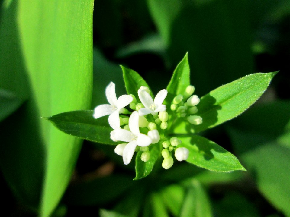 Waldmeister (Galium odoratum) im Unteren Saubusch in der Schwetzinger Hardt