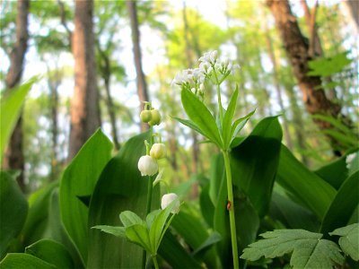Waldmeister (Galium odoratum) im Unteren Saubusch in der Schwetzinger Hardt