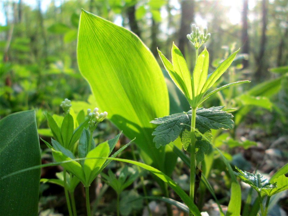 Waldmeister (Galium odoratum) nebst Maiglöckchen im Unteren Saubusch in der Schwetzinger Hardt