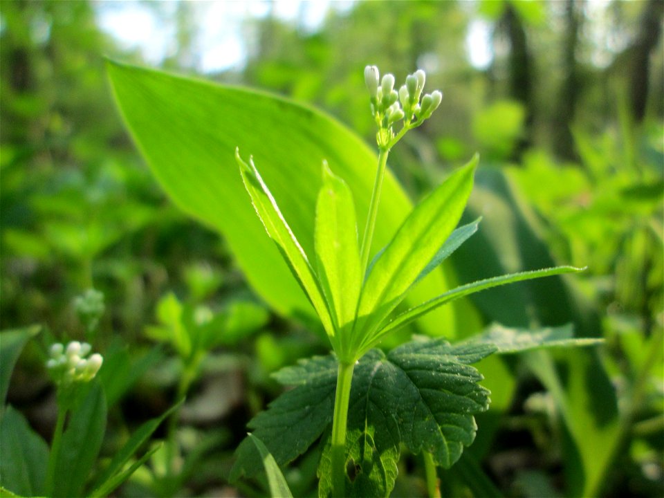 Waldmeister (Galium odoratum) nebst Maiglöckchen im Unteren Saubusch in der Schwetzinger Hardt