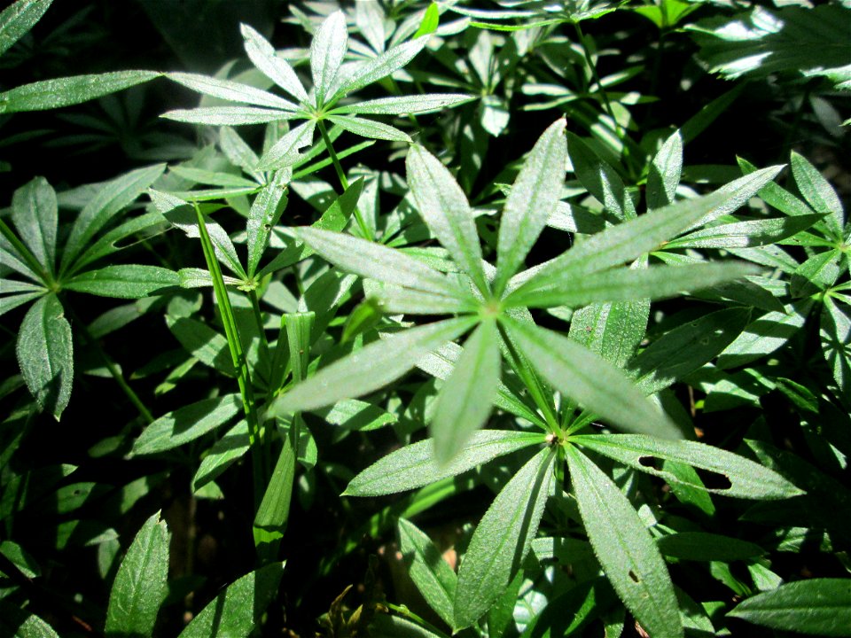 Waldmeister (Galium odoratum) im unteren Saubusch in der Schwetzinger Hardt