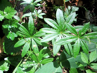 Waldmeister (Galium odoratum) im unteren Saubusch in der Schwetzinger Hardt