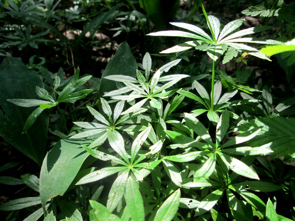 Waldmeister (Galium odoratum) im unteren Saubusch in der Schwetzinger Hardt