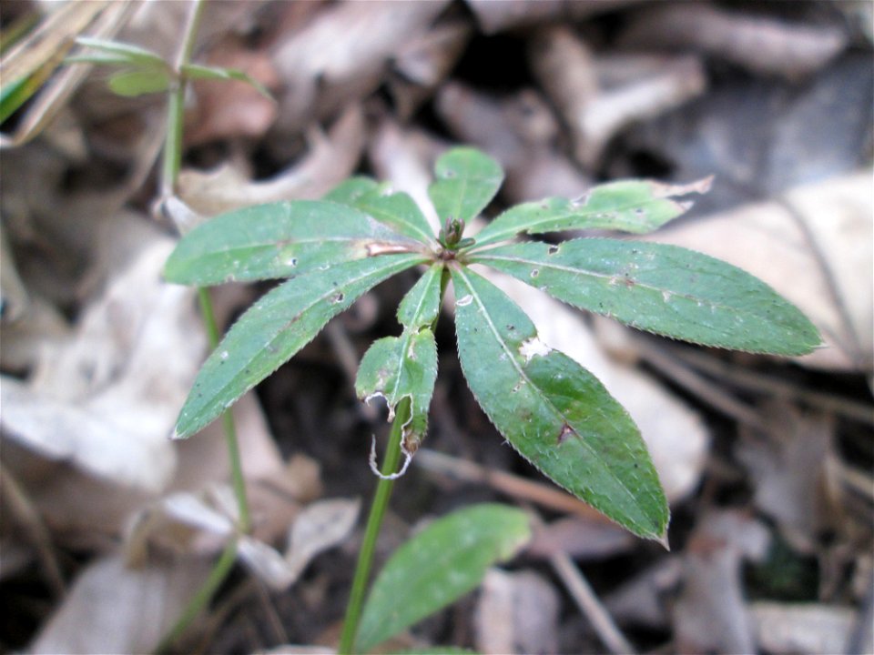 Waldmeister (Galium odoratum) in der Schwetzinger Hardt - hat hier offenbar überwintert - der frische Waldmeister treibt eigentlich erst im April aus