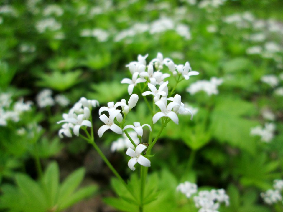 Waldmeister (Galium odoratum) in der Schwetzinger Hardt