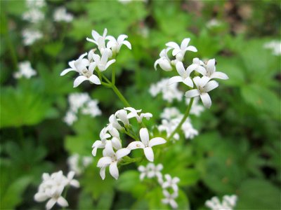 Waldmeister (Galium odoratum) in der Schwetzinger Hardt