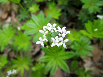 Waldmeister (Galium odoratum) in der Schwetzinger Hardt