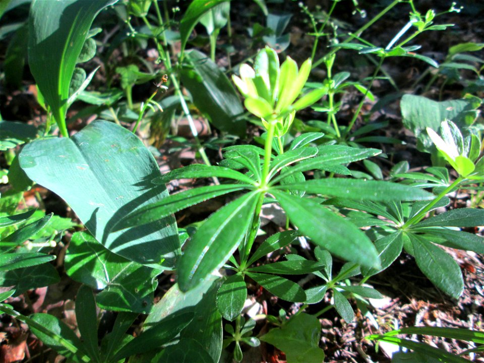 Waldmeister (Galium odoratum) im Naturschutzgebiet „Hochholz-Kapellenbruch“
