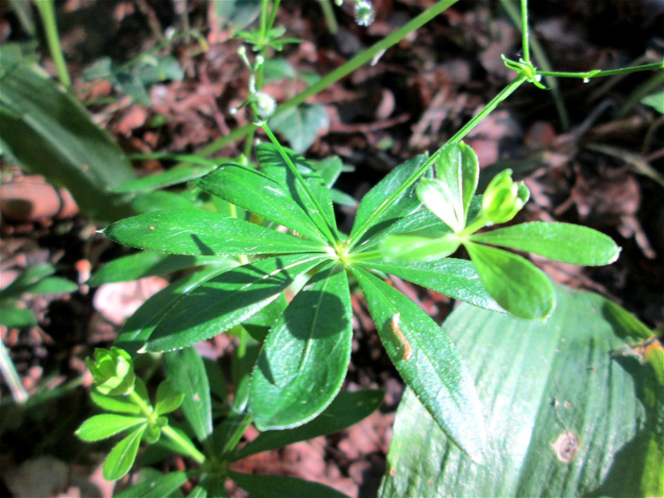 Waldmeister (Galium odoratum) im Naturschutzgebiet „Hochholz-Kapellenbruch“
