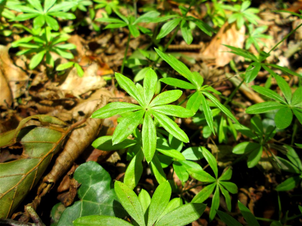 Waldmeister (Galium odoratum) unterhalb der Falkenlay bei Kennfus