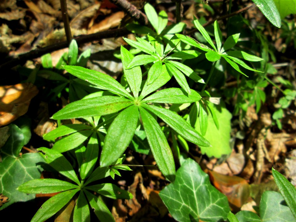 Waldmeister (Galium odoratum) unterhalb der Falkenlay bei Kennfus