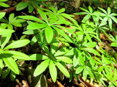 Waldmeister (Galium odoratum) unterhalb der Falkenlay bei Kennfus