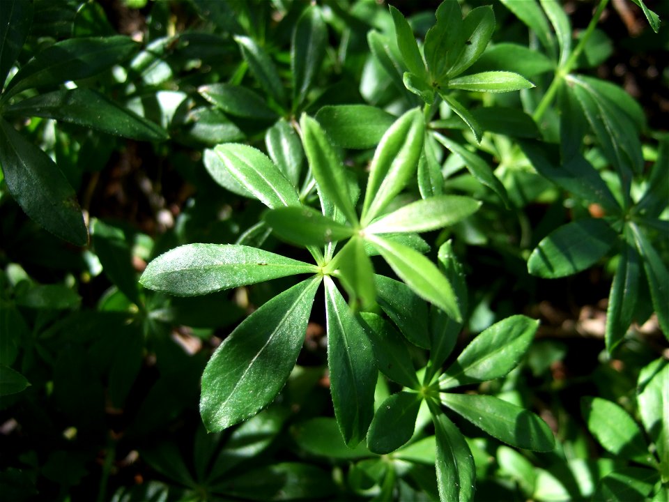 Waldmeister