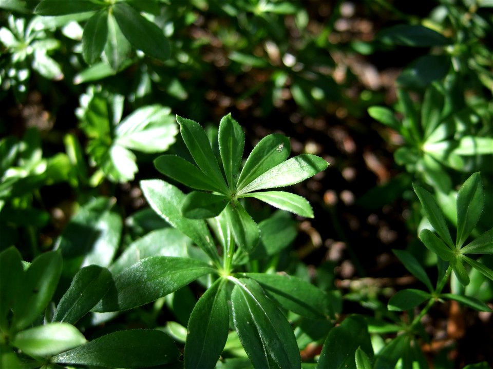 Waldmeister