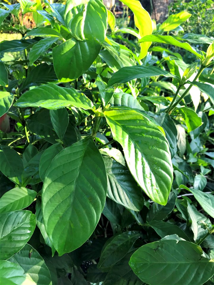 This close-up photograph shows the leaves of Psychotria viridis.  They are used to make the  hallucinogenic drink Ayahuasca.